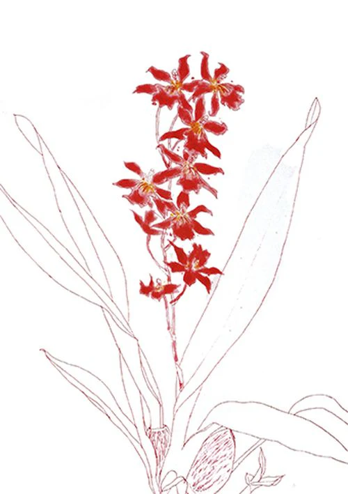 Elizabeth Blackadder - Orchard Portfolio