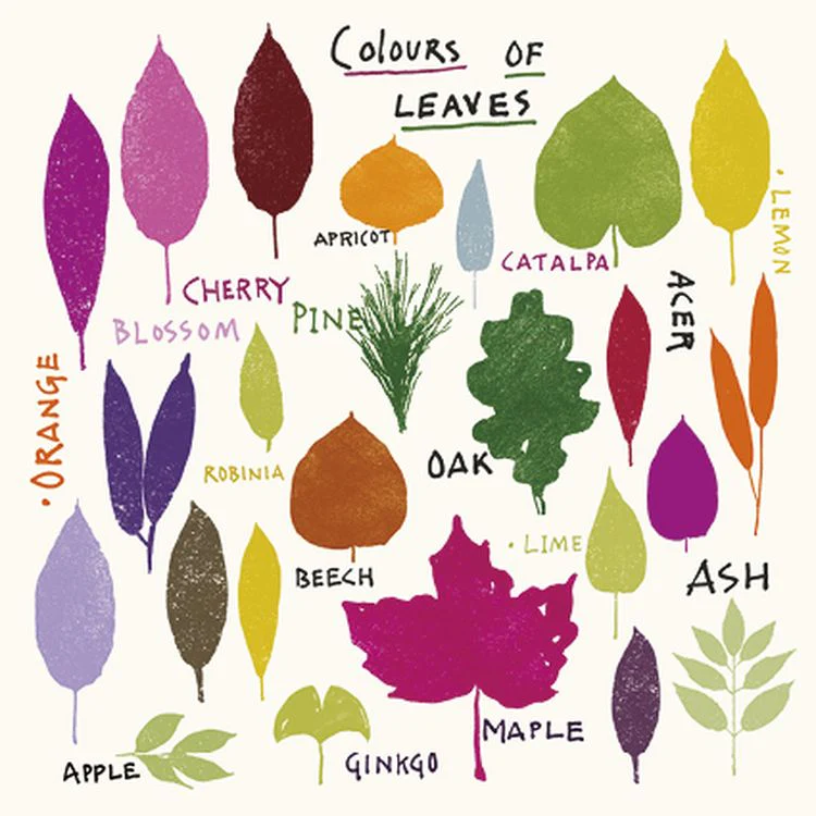 Jenny Frean - Colours of Leaves