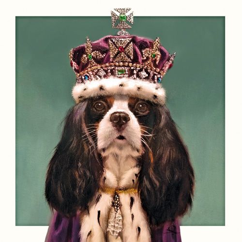 Lucia Heffernan - King Charles Dog