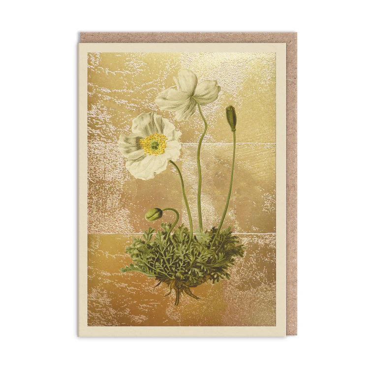 Ohh Deer - Papaver Alpinum