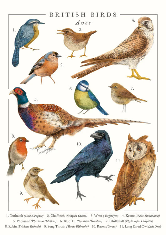 The Art File - British Birds