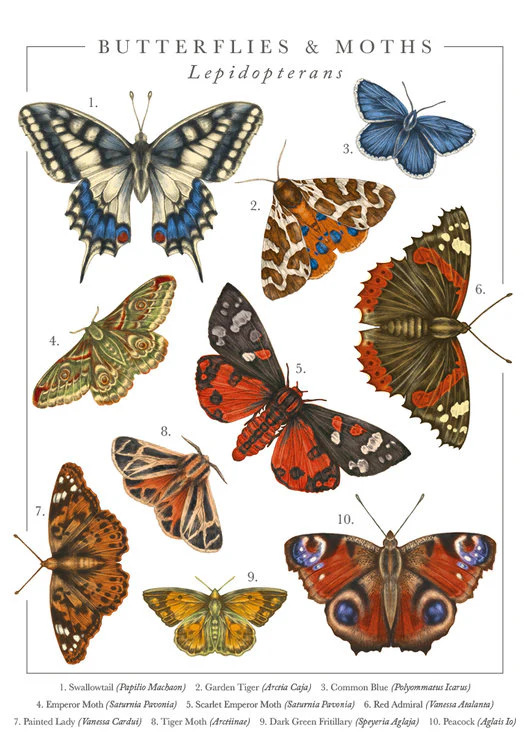 The Art File - Butterflies And Moths