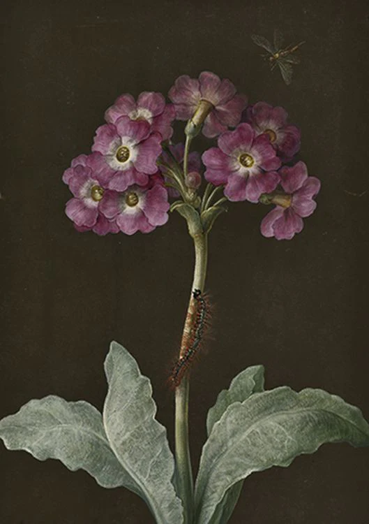 The Courtauld Collection - Primula with caterpillar on its stalk and dragonfly
