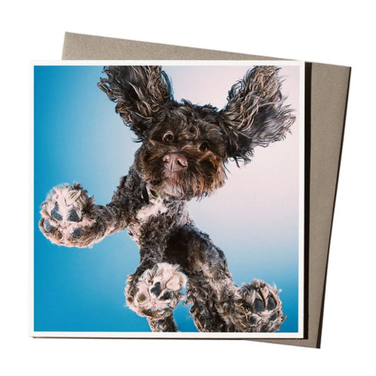 USTUDIO - Dog From Below